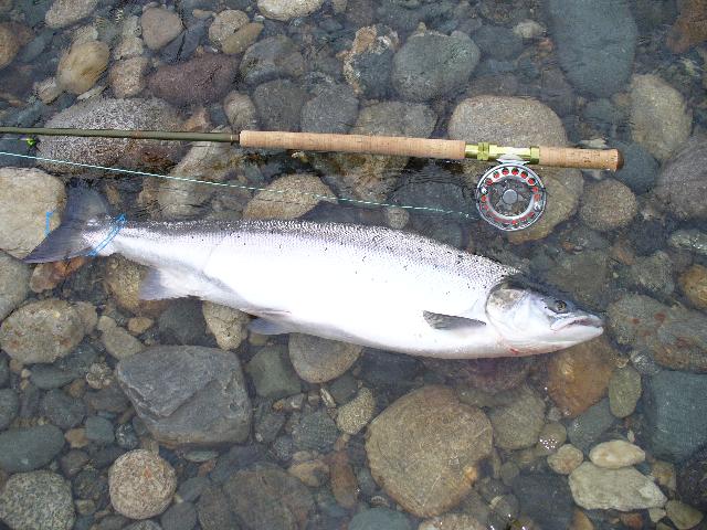 8kg Fångad av Hans Bernhardsson 14/6